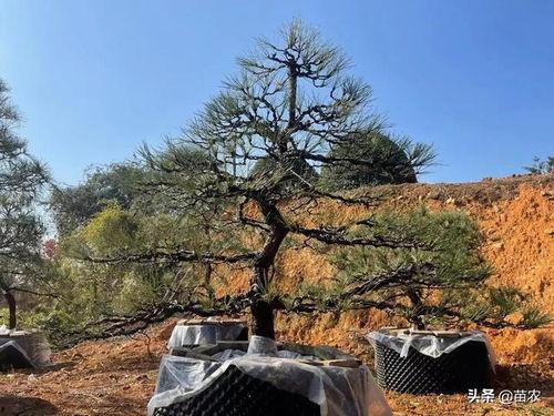 国产造型精品黑松,国产造型精品，诠释东方美学韵味